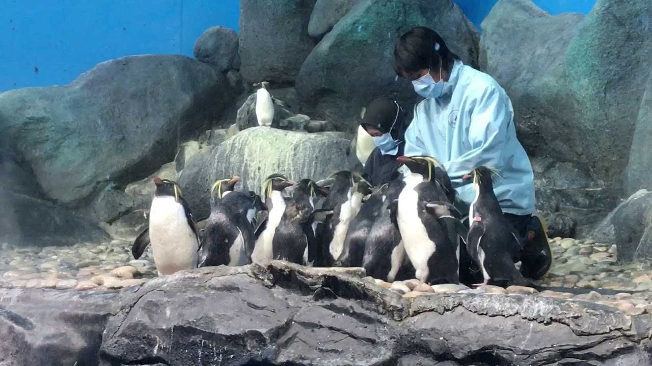 Penguin feeding sessions at the penguinarium in Underwater World Langkawi